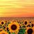 Lynda Scully Williams's profile image
