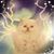Cecillie Truitt Bond's profile image