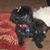 Roland Carril's profile image