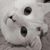 Heather Sigmon's profile image