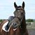 Dairy Lane Hanoverians's profile image