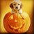 Tracey Ann Willis's profile image