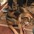 Sharon Scudillo Braney's profile image