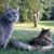 Jodi Cavanaugh's profile image