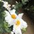 Grace DiTommaso's profile image