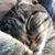 Sherri Ann Raupe's profile image