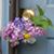 Carol Lecian's profile image
