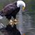 Cathie Calvert Harmer's profile image