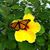 Sybil Lindahl's profile image