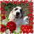 Gay Hensley Kelley's profile image