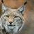 Laura Lodygowski's profile image