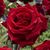 Rose Weidman's profile image