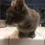 Louis Eales's profile image