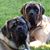 Tracy Engle's profile image