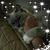 Pamela Gardner Collar's profile image