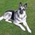 Jean Lazur's profile image