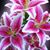 Christine Abfalter's profile image