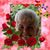 Marilee A. Nieciak's profile image