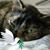 Felicia Diiorio's profile image