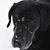 Gail M Westphal's profile image