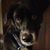 Nick Dowler's profile image