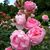 Carolyn Wright's profile image