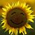 Sheila Lewis Muchmore's profile image