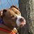 Linda Sue Groveau Dalton's profile image