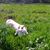Billys Mini Farm Goats's profile image