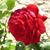 Omar Ahmed's profile image