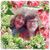 Dianne James's profile image