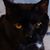 Sandi Pearmain's profile image