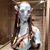 Sarah Jane's profile image
