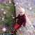 Petra Herfeld's profile image