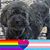 Ruth Shereda-Sultan's profile image