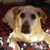 O'Dea Parson's profile image