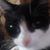 Strider Di Tomaso Swope's profile image