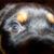 Steve Smelcer's profile image