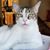 Carol Lopez's profile image