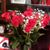 Sharon Rhein McGhee's profile image