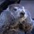 Joanie Stein-Koechley's profile image