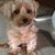 Olivia Cheung's profile image