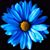 Kimberly Sue's profile image