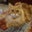 Shyam Nathan's profile image
