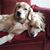 Cheryl King Beaudoin's profile image