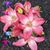 Monica Moyer Kallai's profile image