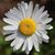 Liz Pollack's profile image