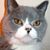 Gloria Collie's profile image