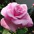 Donna Tracy-Howard Baker's profile image
