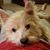 Julie McKenzie Toms's profile image